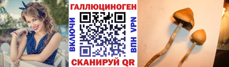 что такое наркотик  Данков  Псилоцибиновые грибы Psilocybe 
